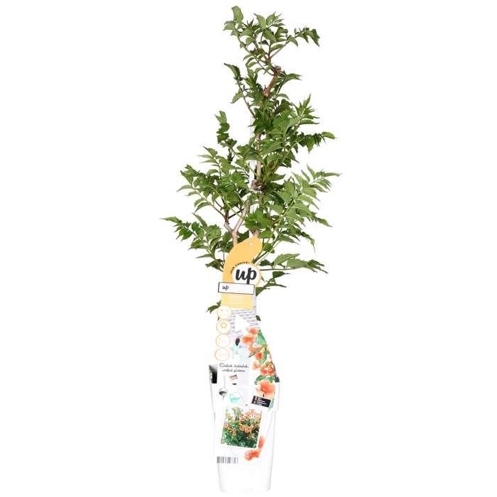 Campsis Indian Summer - Trompetbloem Oranje - Ø15 - ?65cm