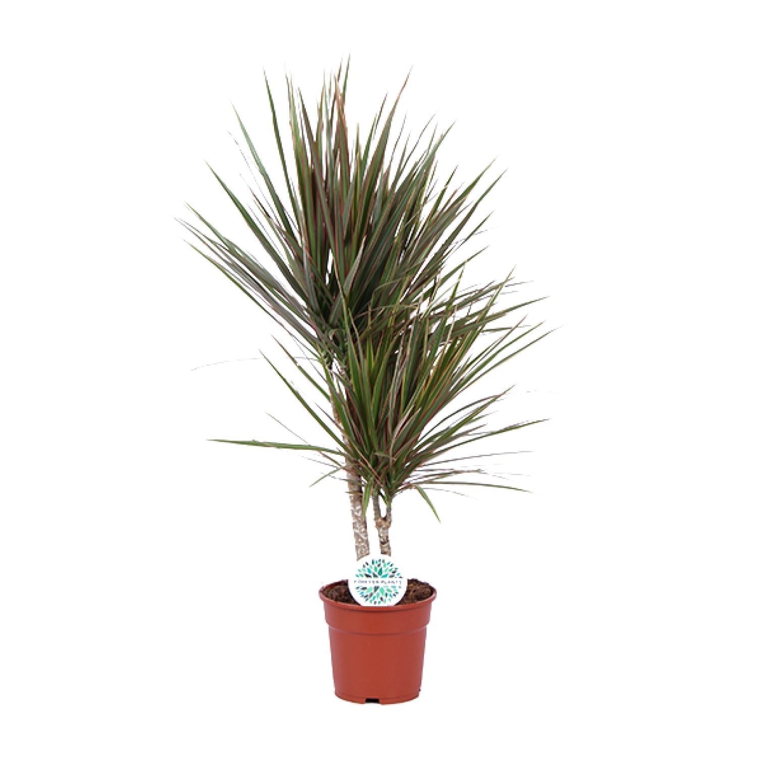 Dracaena Tweekleurig - Ø17cm - ↕75cm