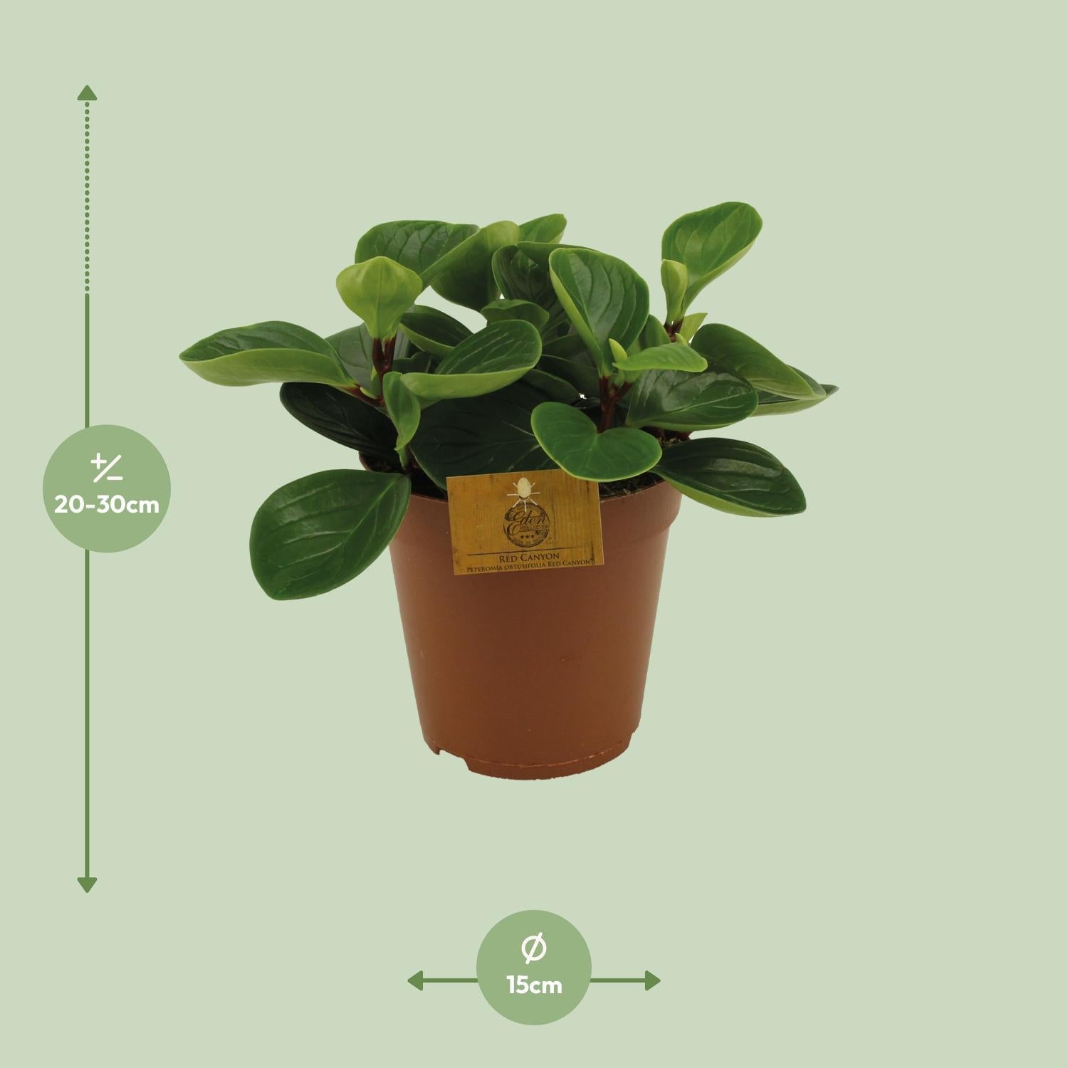 Peperomia Rode Canyon - Ø15cm - ↕25cm