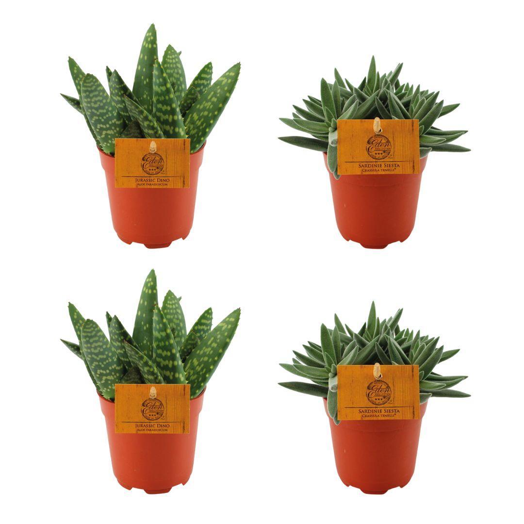 2x Aloe Paradisicum + 2x Crassula Tenelli - 4 stuks - Ø10,5cm - ↕10cm