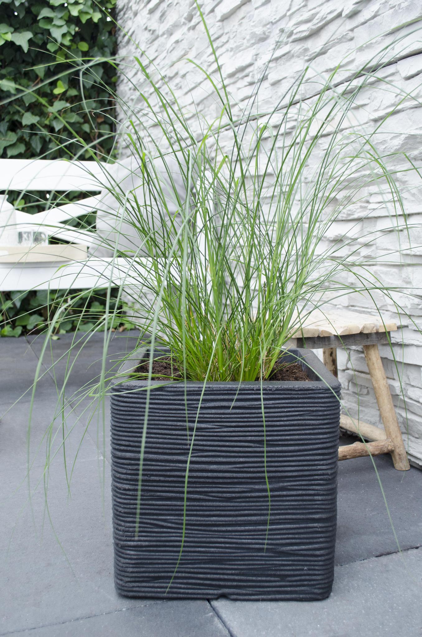Pennisetum alopecuroides 'Hameln' - Ø19 - ?40cm