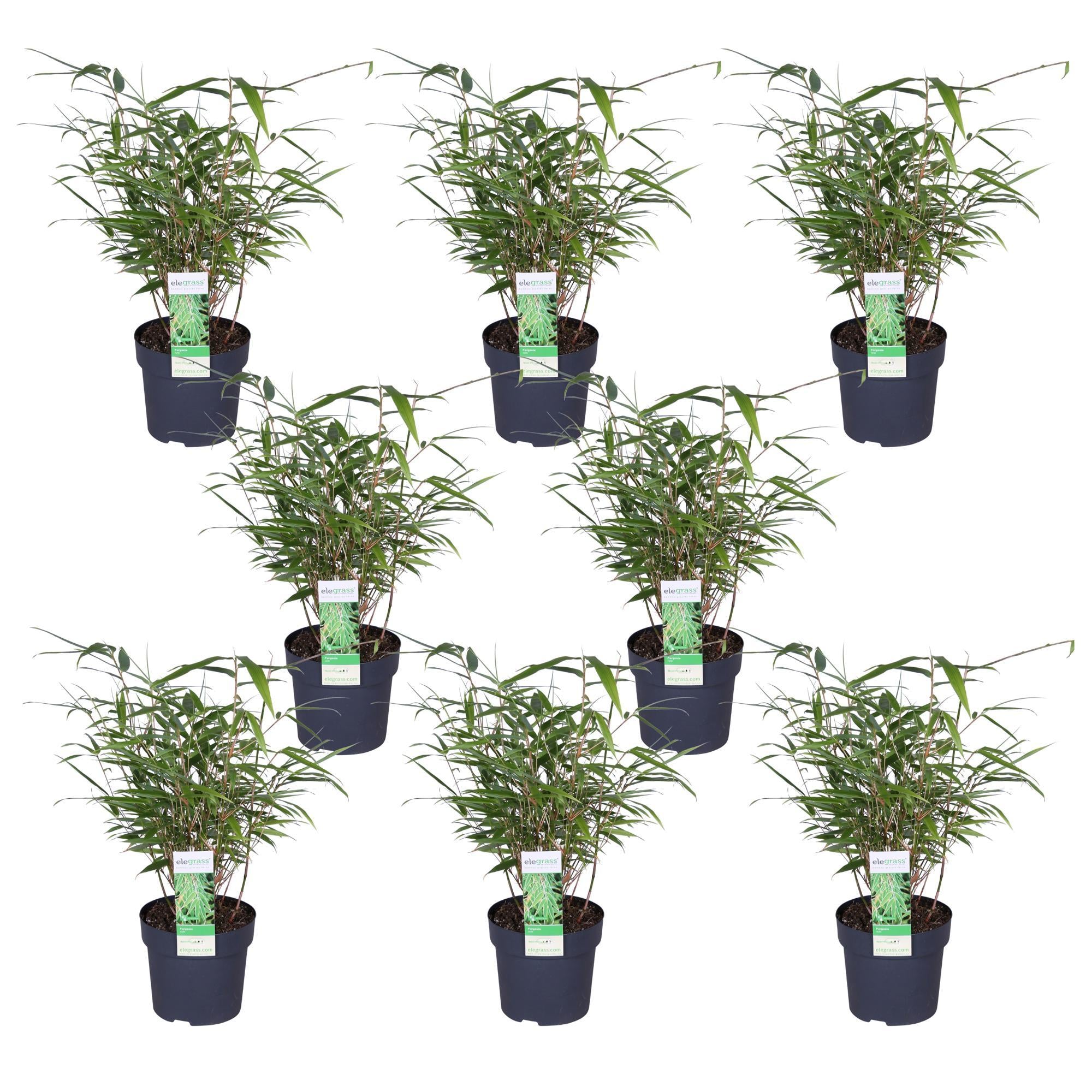 8x Fargesia rufa - ?40cm - Ø14