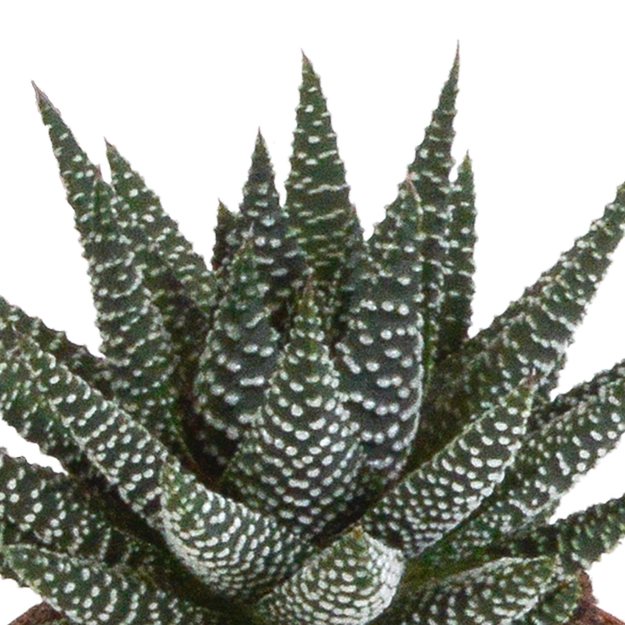 Gasteria/Haworthia Mischung 8,5cm - 3x - im weißen Topf