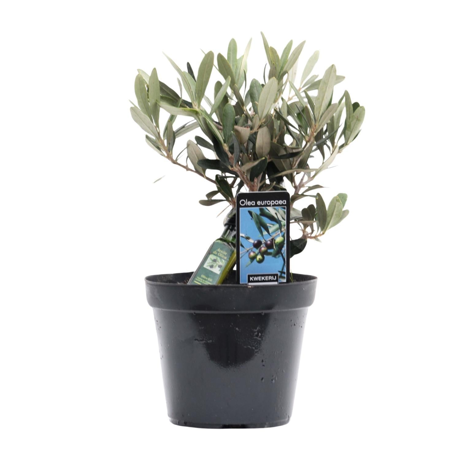 Olijf van de Olijf - Ø13cm - ↕25cm