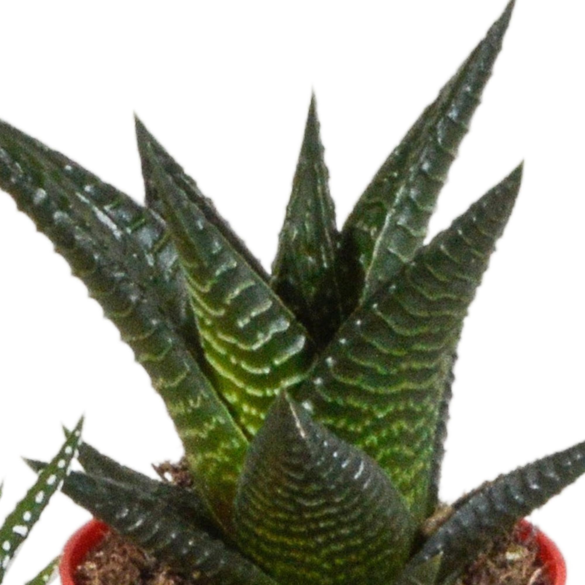 Gasteria/Haworthia-Mischung 5,5 cm - 5x - im bunten Plastiktopf