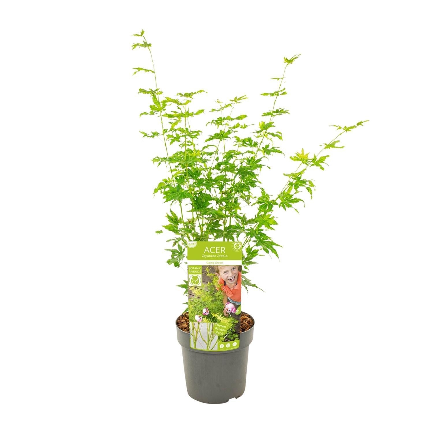 Acer palmatum Wordt Groen - Ø19 - ?50cm