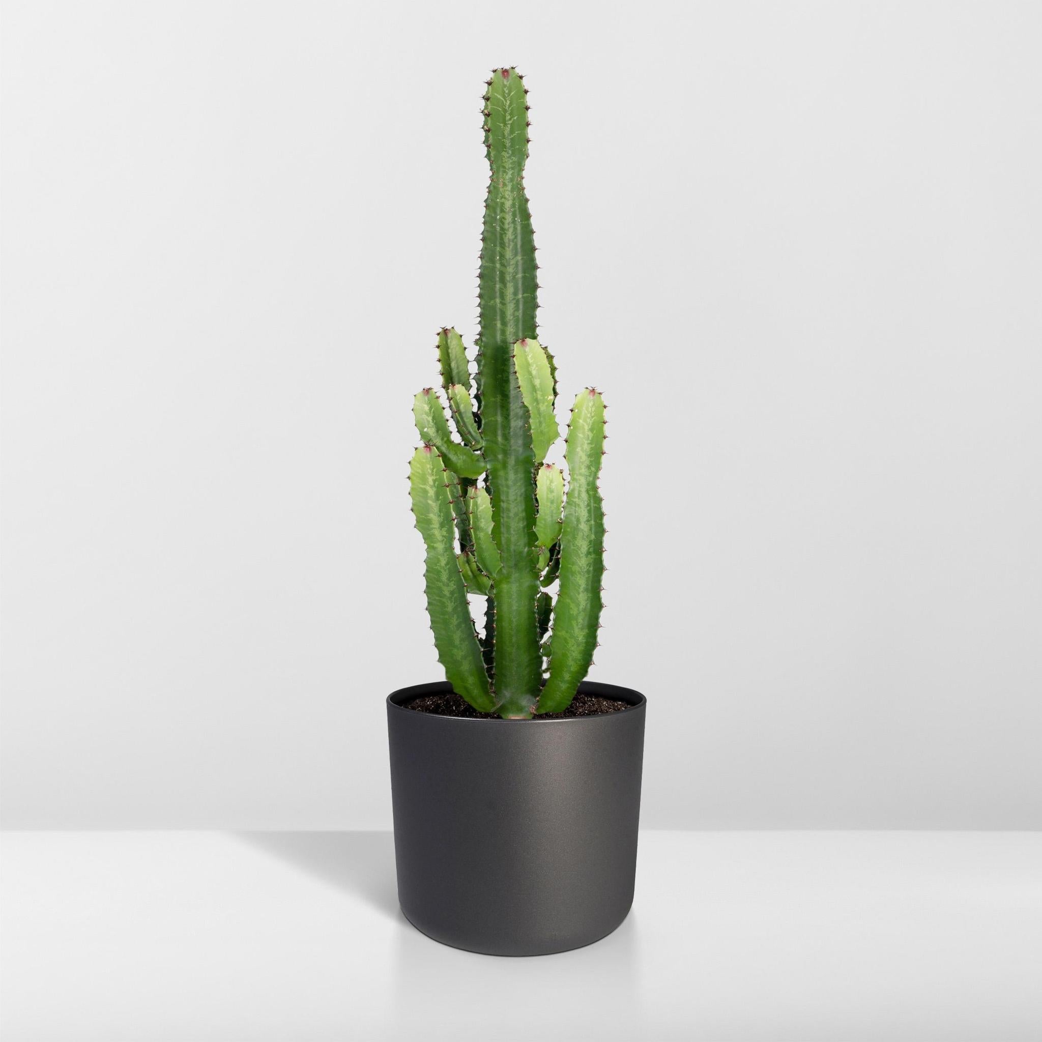Euphorbia Acrurensis - Ø24 - ?60cm