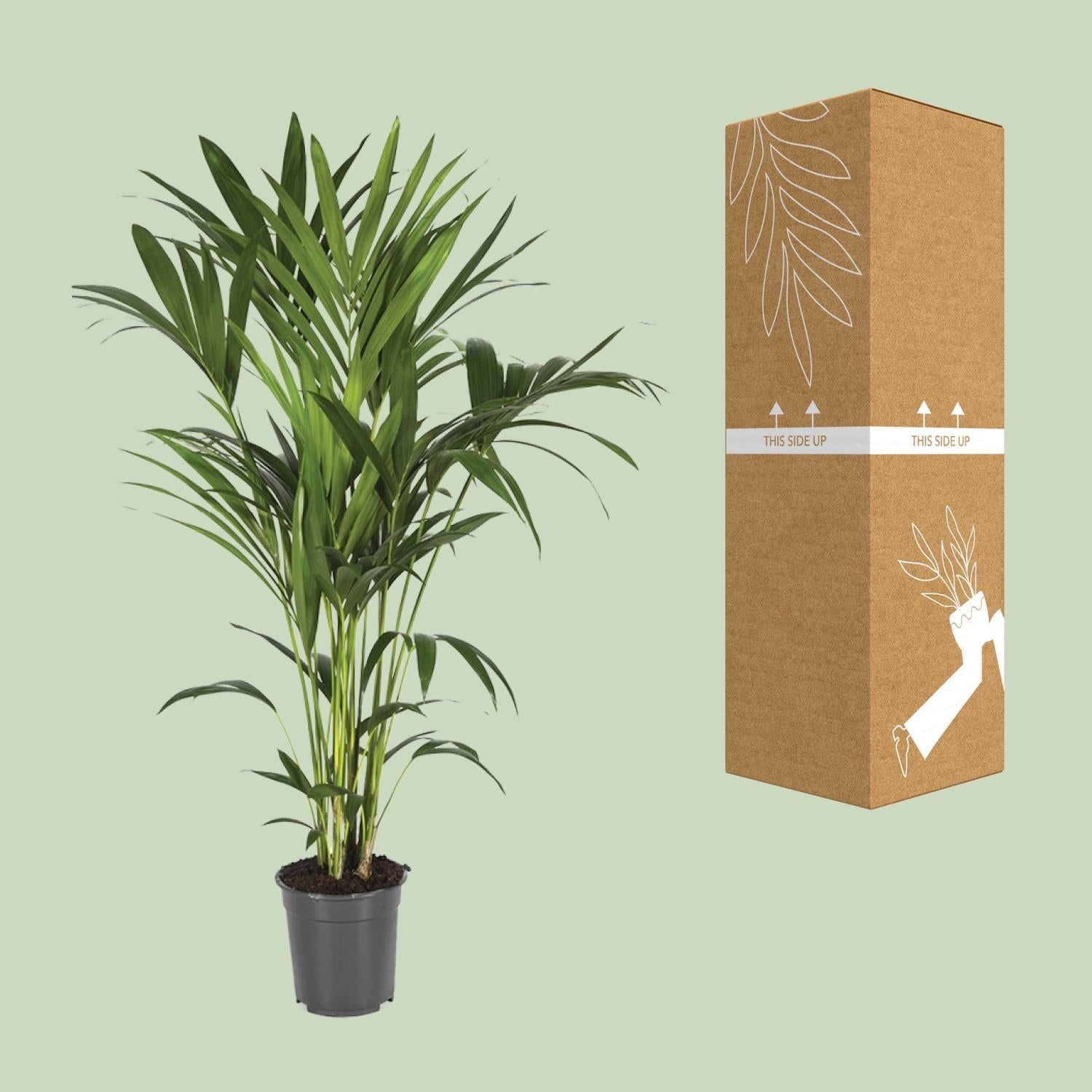 Howea Forsteriana - Ø21cm - ↕120cm
