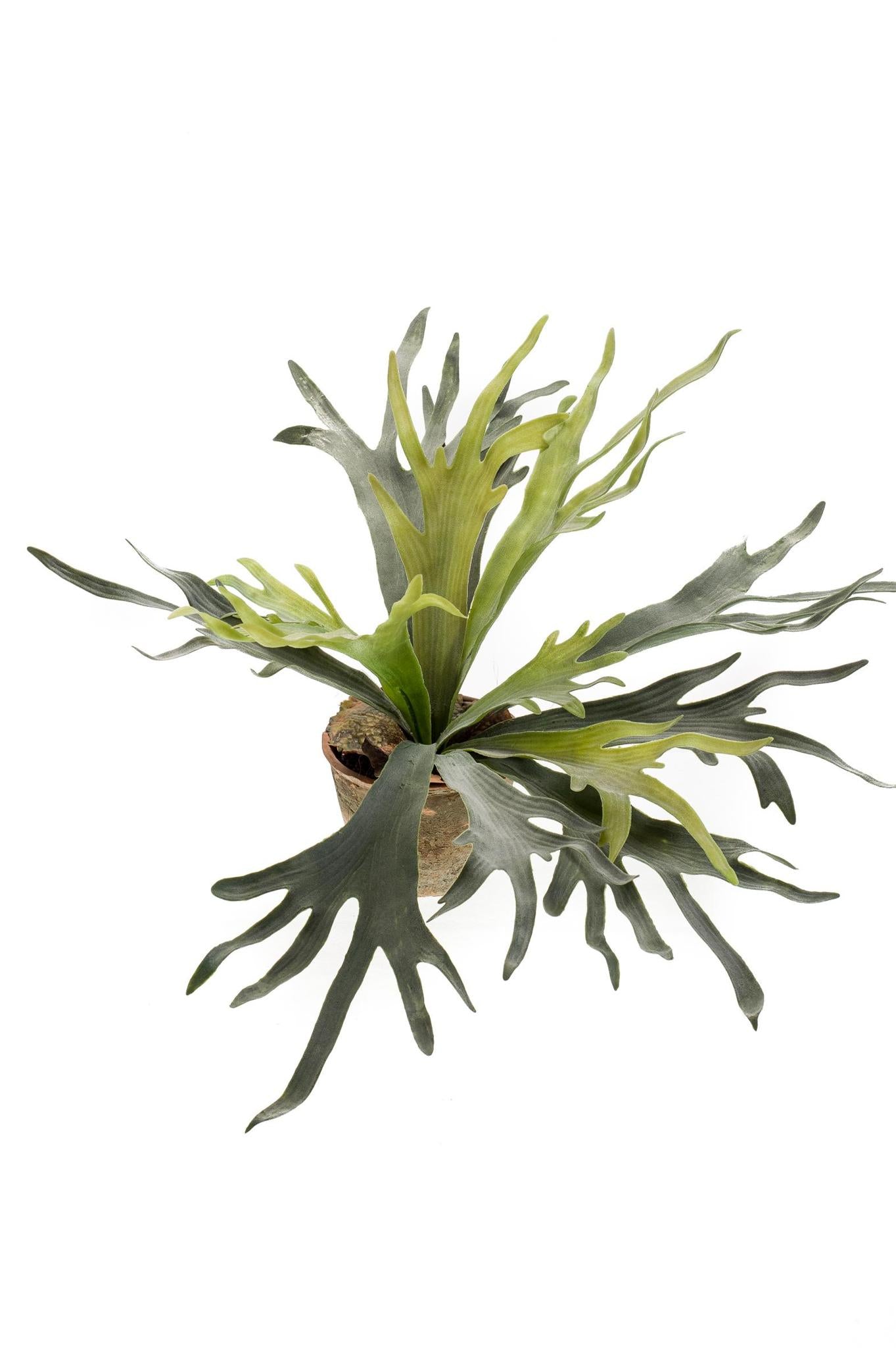 Kunstplant - Hertshoornvaren - Hertshoorn - 50 cm