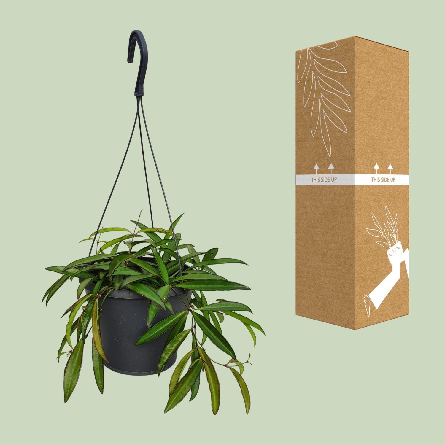 Hoya Weyetii - Ø19cm - ↕20cm