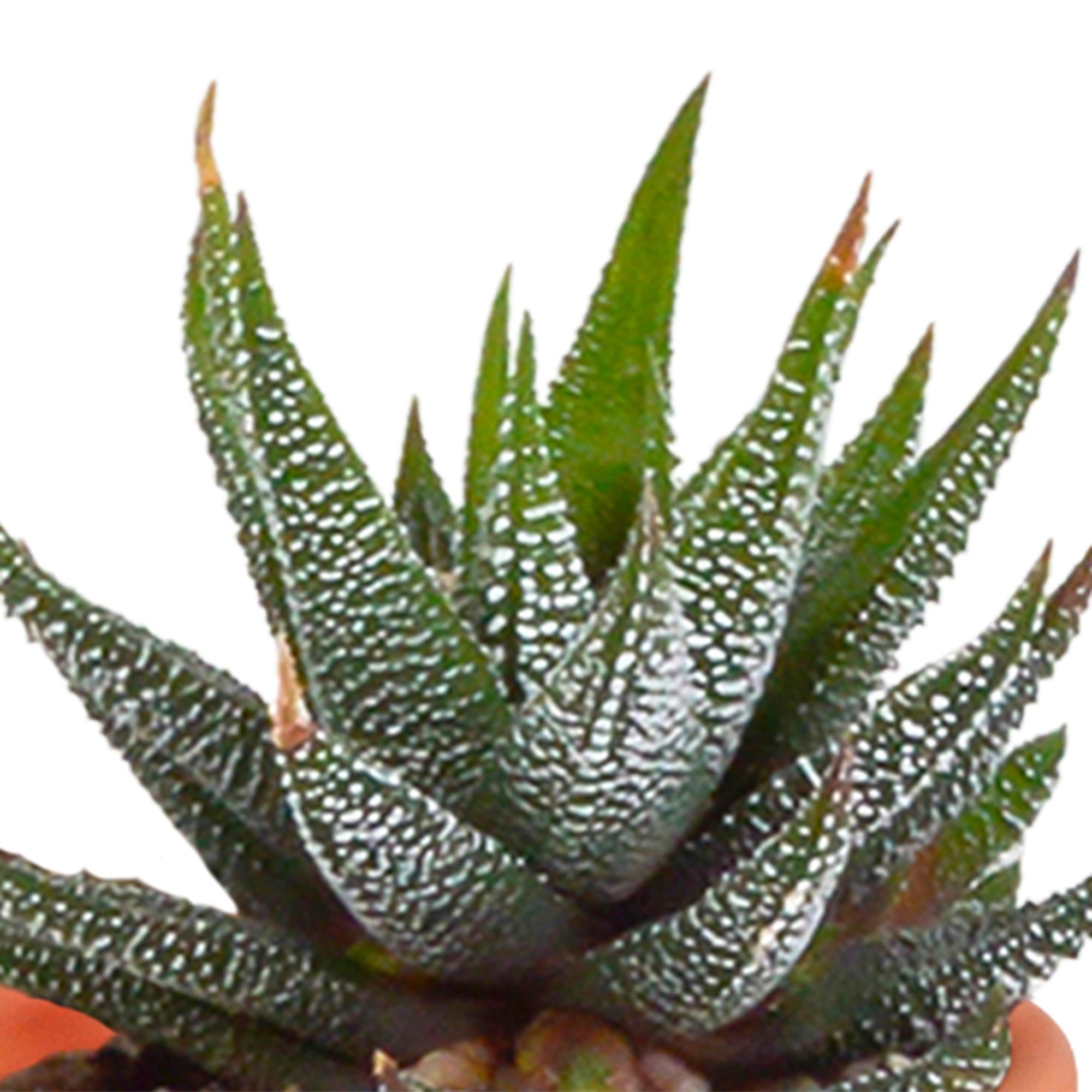 Cactus en vetplantenmix 5,5 cm | 15 stuks - zonder pot