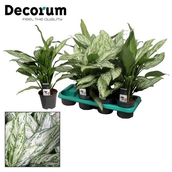 Aglaonema Zilverkoningin (Decorum) - Ø14cm - ↕45cm