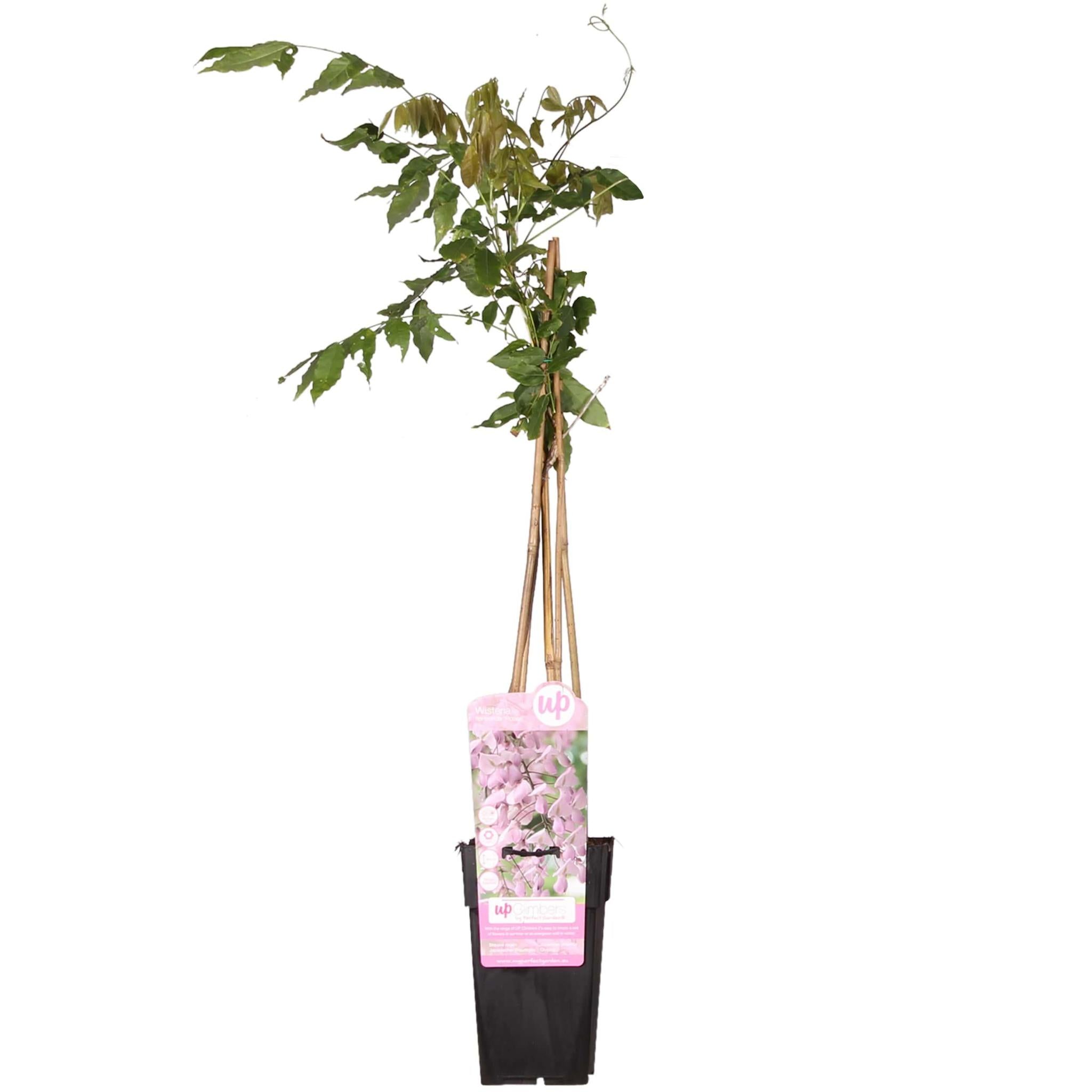 Blauweregen floribunda 'Rosea' - Roze regen