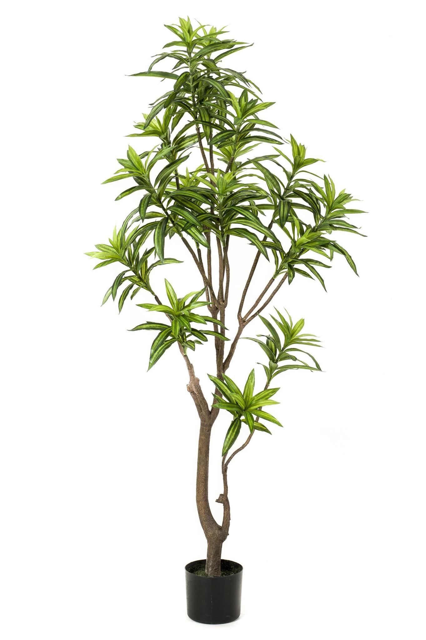 Kunstpflanze - Dracaena - Drakenboom - 155 cm