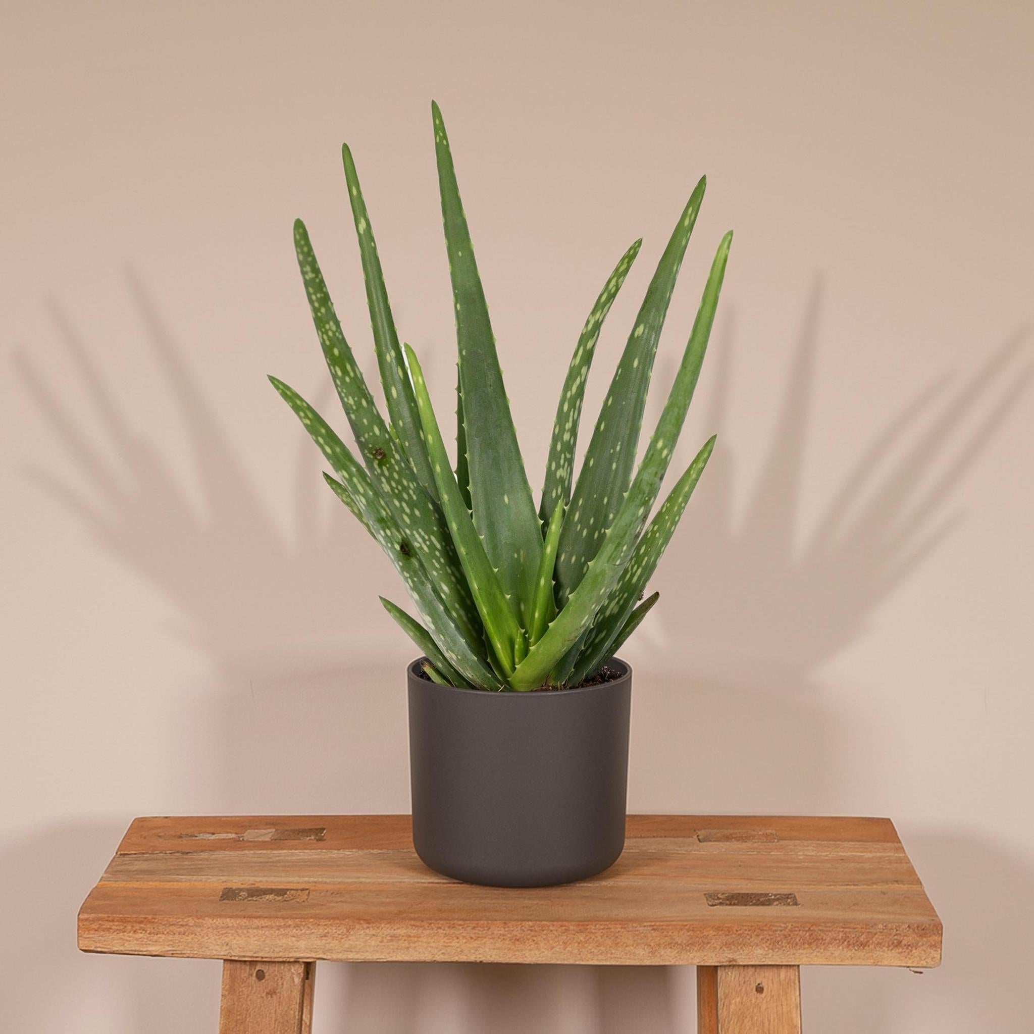 Aloë vera - Ø12 - ?40cm