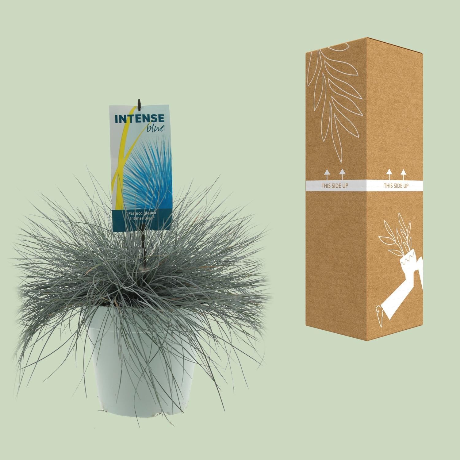 Festuca Glauca Intens Blauw - Ø23cm - ↕50cm