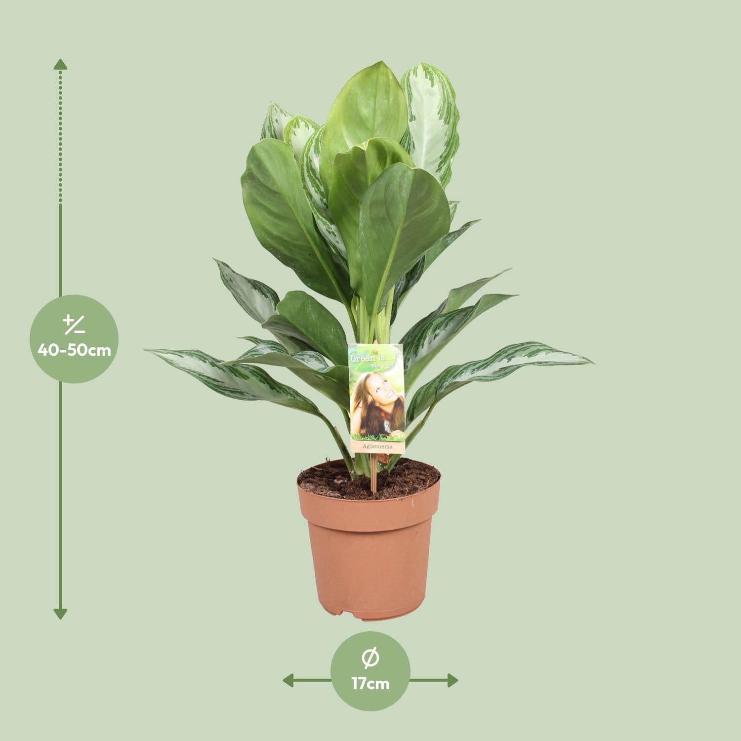 Aglaonema Zilver Bay Ø17cm - ↕55cm