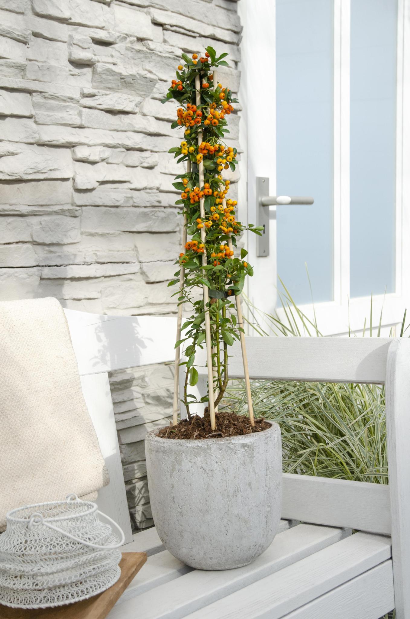 3x - Vuurdoorn 'Orange Glow' - ?65cm - Ø15