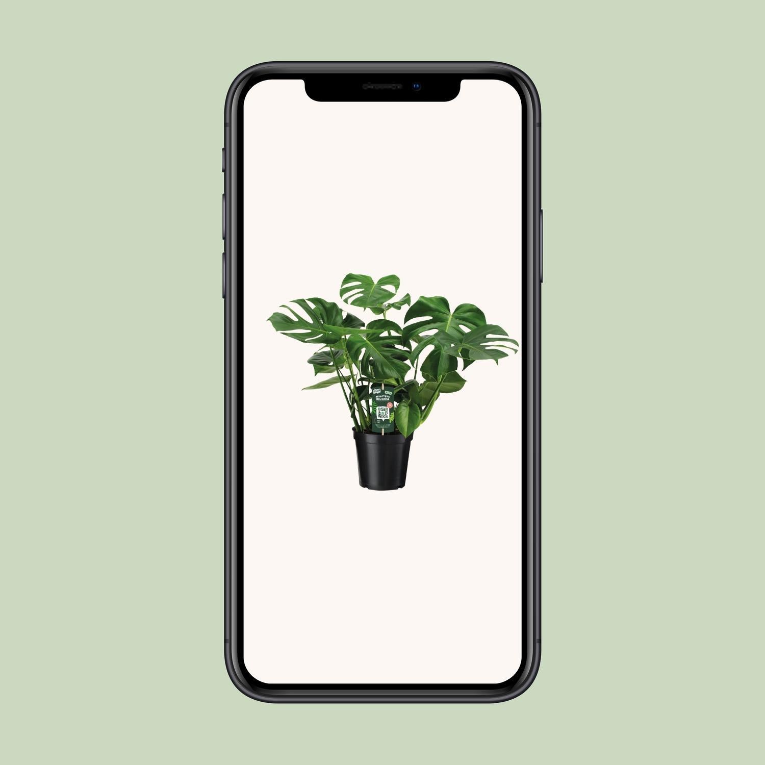 Monstera Deliciosa - Poortplant - 65cm - Ø21 - Ø21 - 65cm