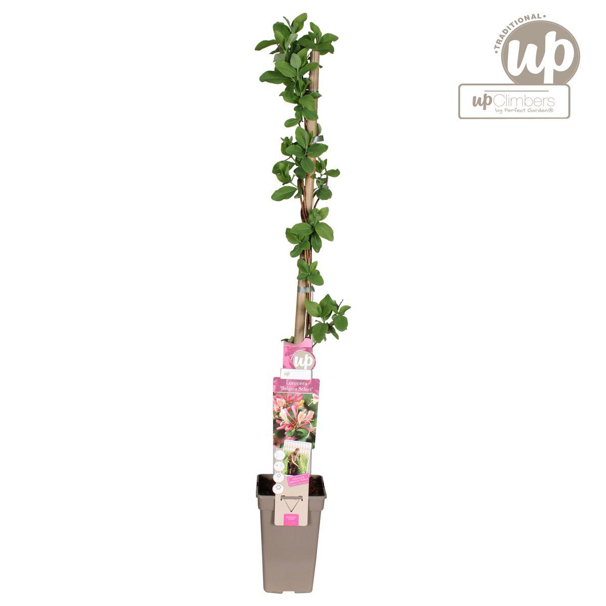 Lonicera periclymenum 'Belgica' - ?65cm - Ø15