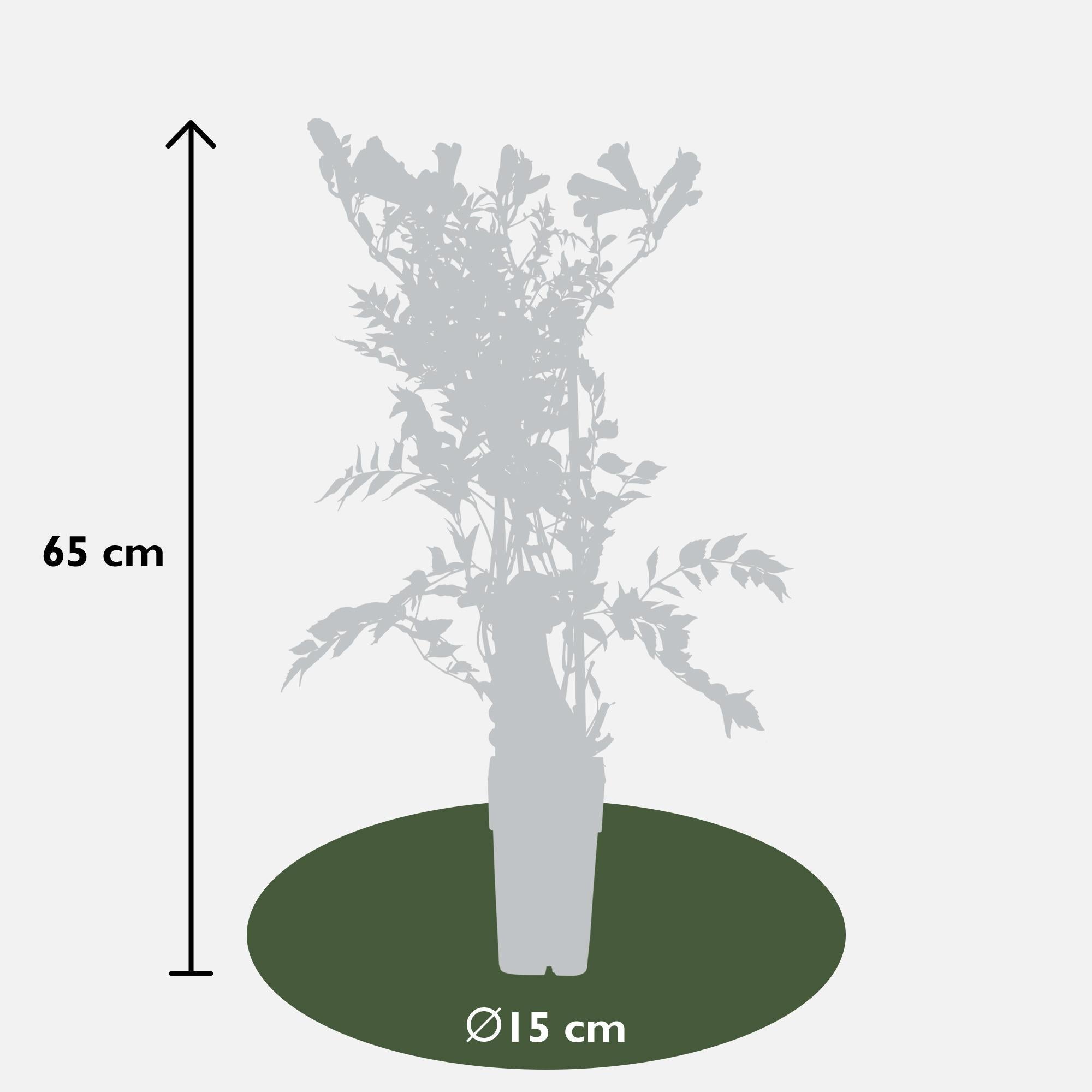 Campsis Summer Jazz 'Gold Trumpet' - Trompetbloem Geel