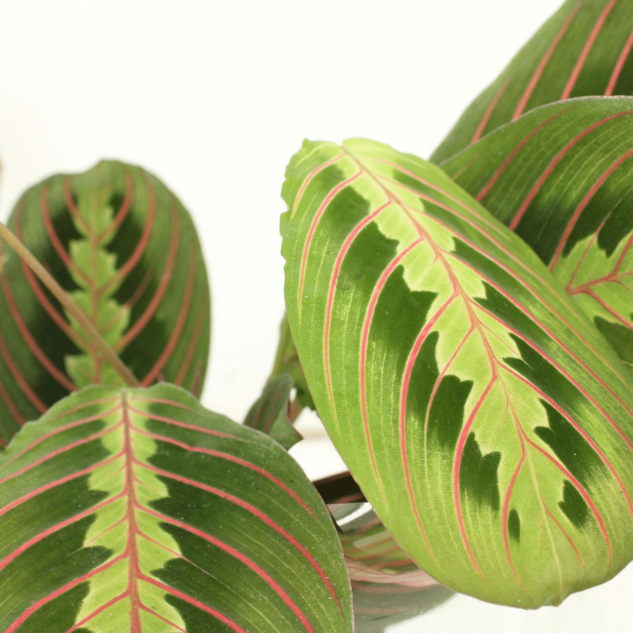 Maranta Tovenaar (Pijlwortel) - 2 stuks - Ø12cm - ↕20cm