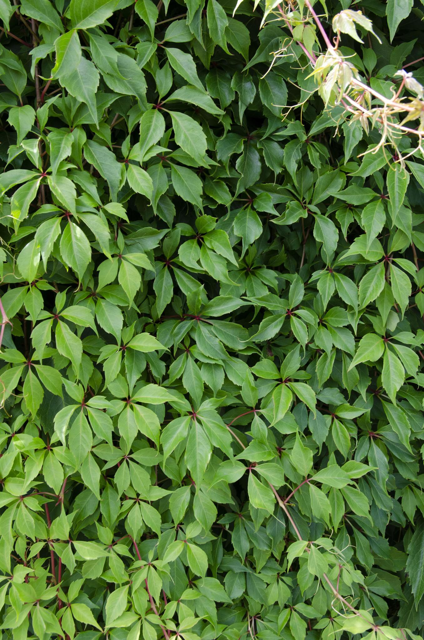 Parthenocissus q. var. 'Engelmannii' - ?65cm - Ø15