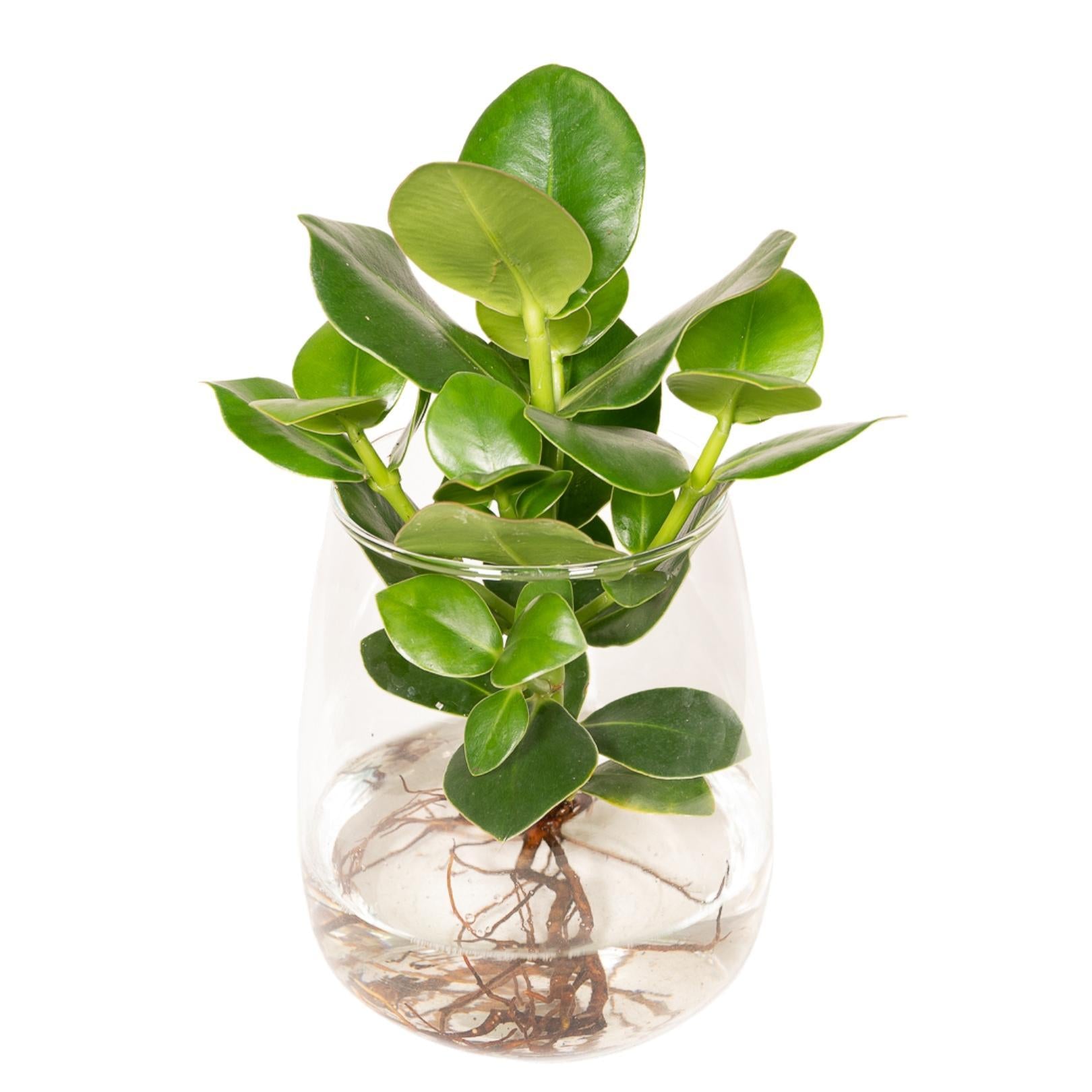 Clusia in Kingston glas - 30cm - ø12
