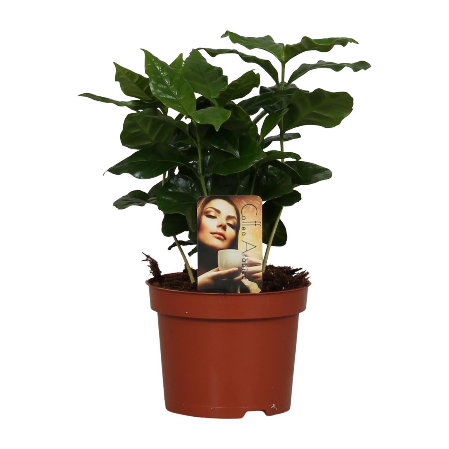 Koffie Arabica - Ø12cm - ↕25cm