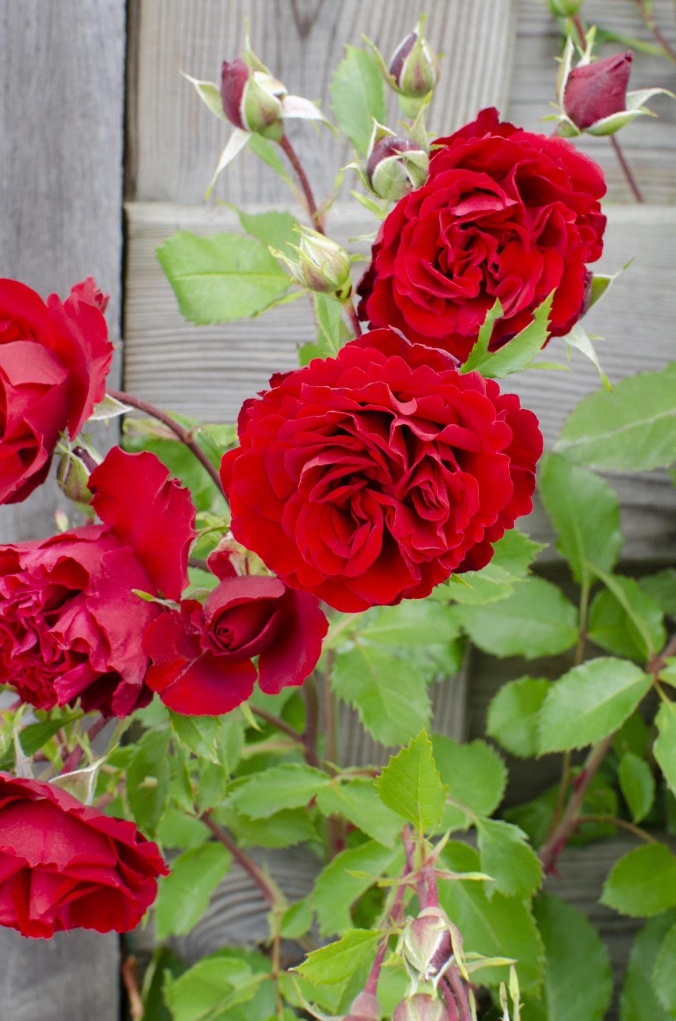 3x - Rosa Crazy in love 'Rood' - ?65cm - Ø15