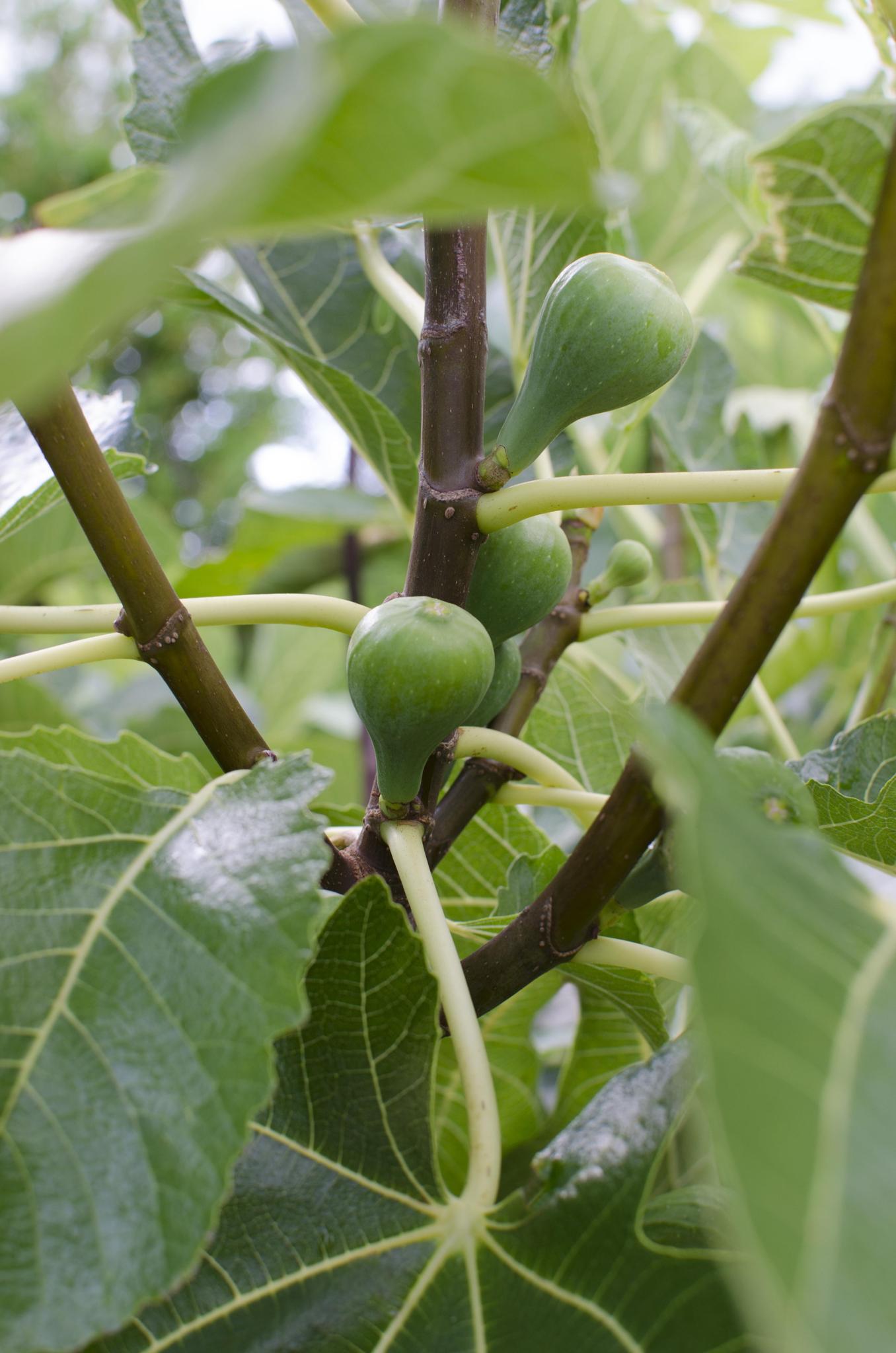 Ficus Gustissimo Perretta - Ø13 -?45cm
