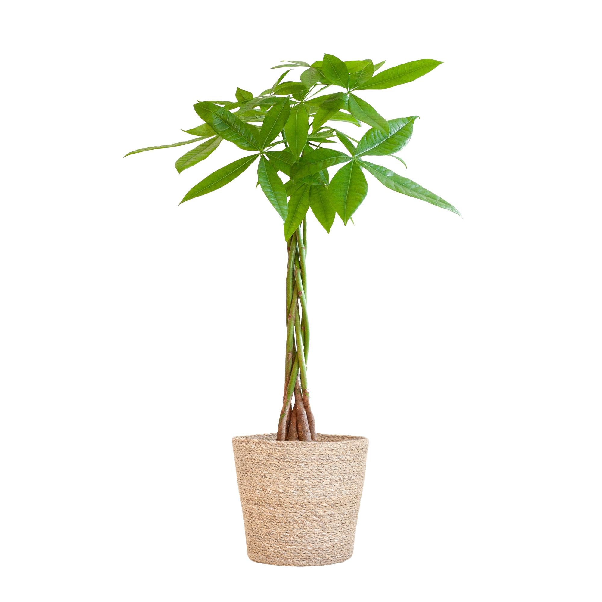 Pachira Aquatica mit Sofia-Mandel natur - 80cm - Ø21