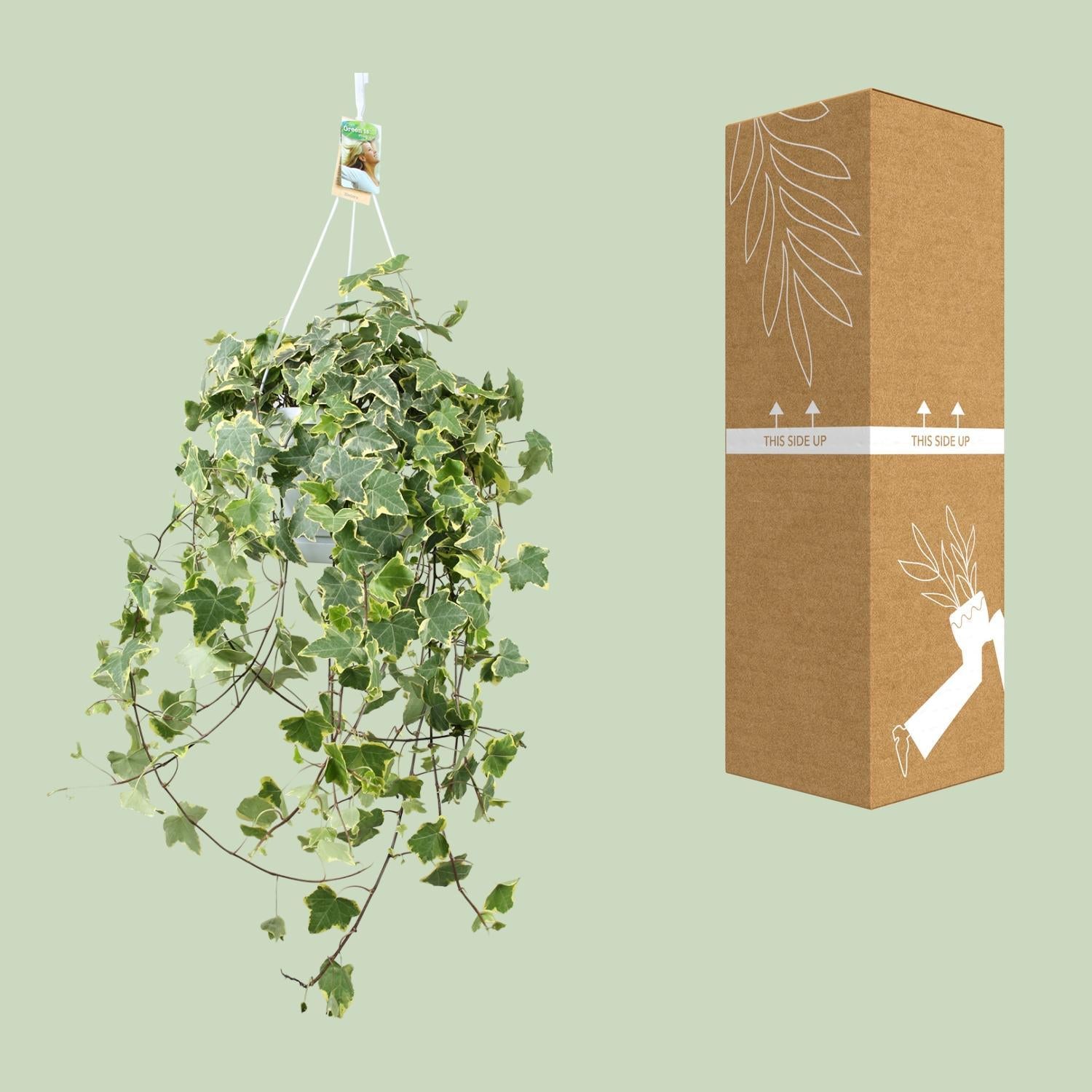 Hedera Helix Goud Kind - Hang/XXL - Ø24cm - ↕cm