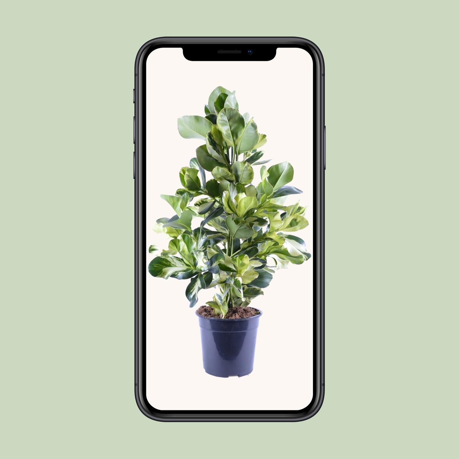 Clusia Rosea Witte Ster - Ø24cm - ↕95cm