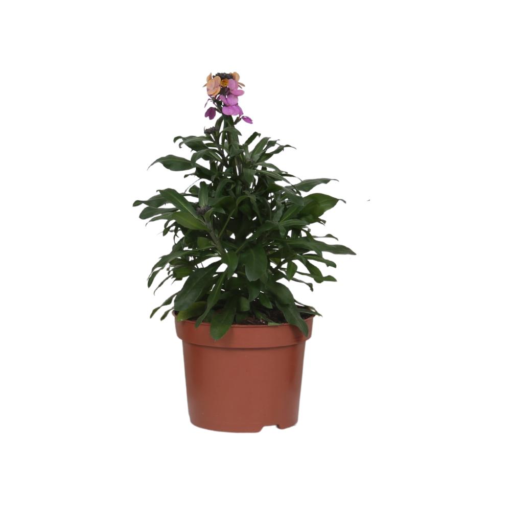 Erysimum 'paarse gloed' - Ø13cm - ↕30cm