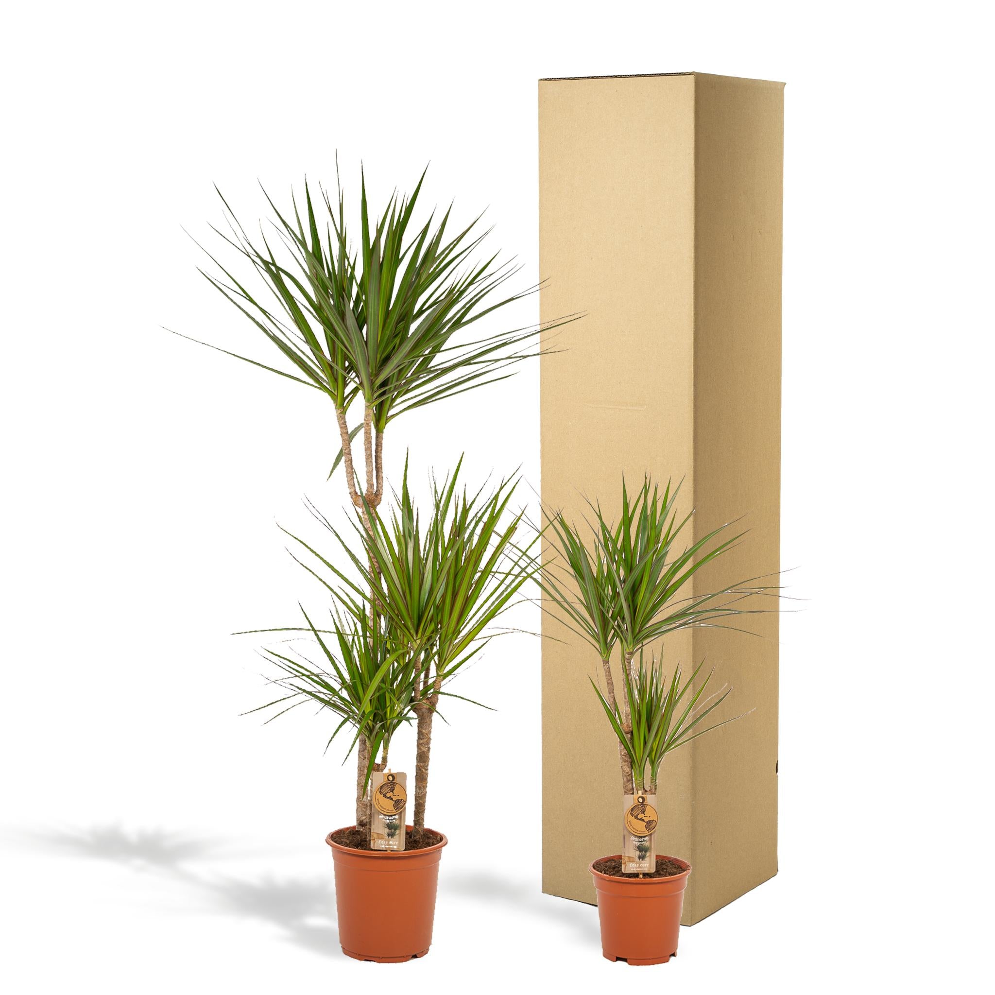 Dracaena - ?120cm - Ø21cm + Dracaena - 70cm - Ø17cm