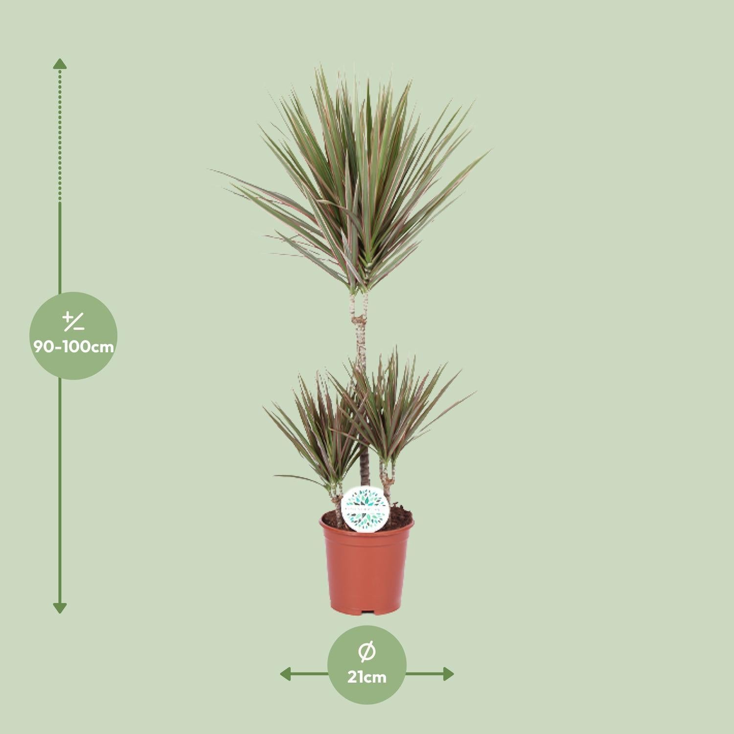 Dracaena Tweekleurig - Ø21cm - ↕95cm
