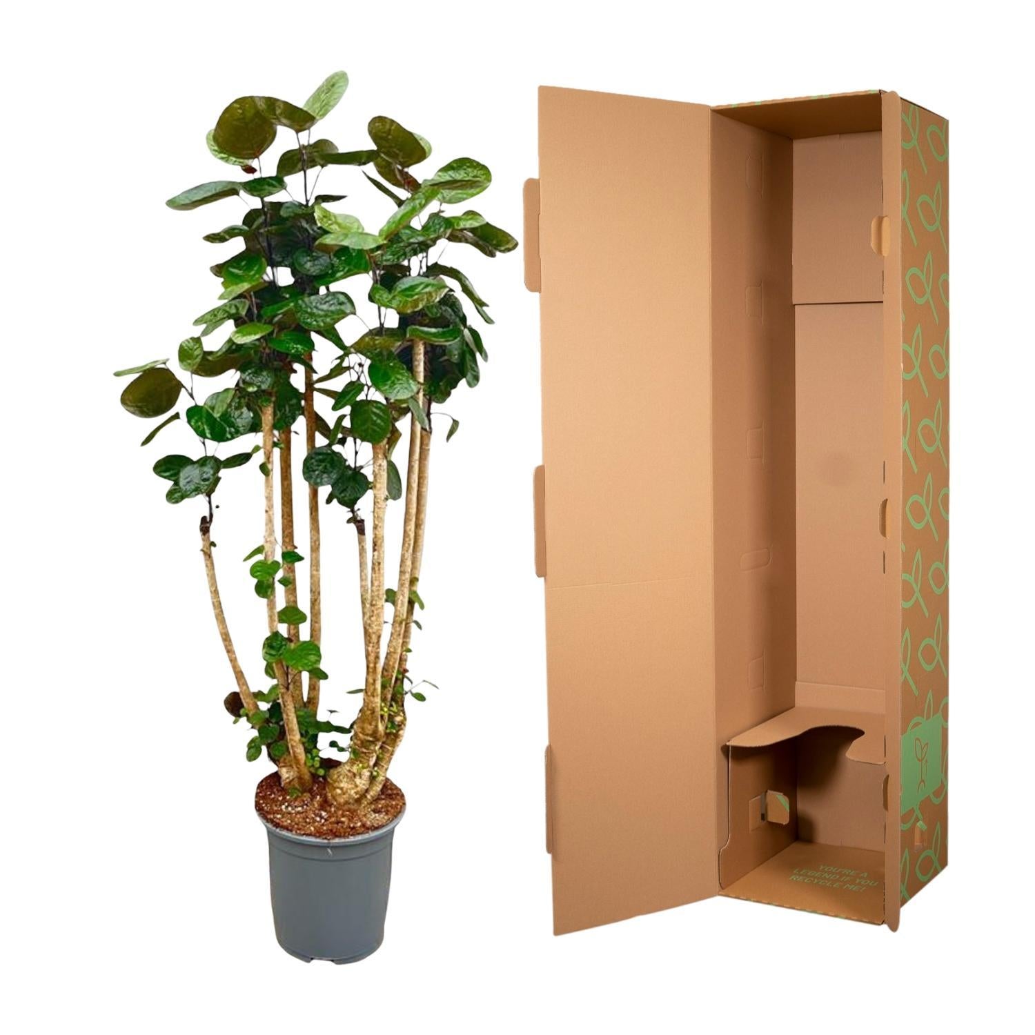 Polysicas Fabian XXL - 160 cm - ?27
