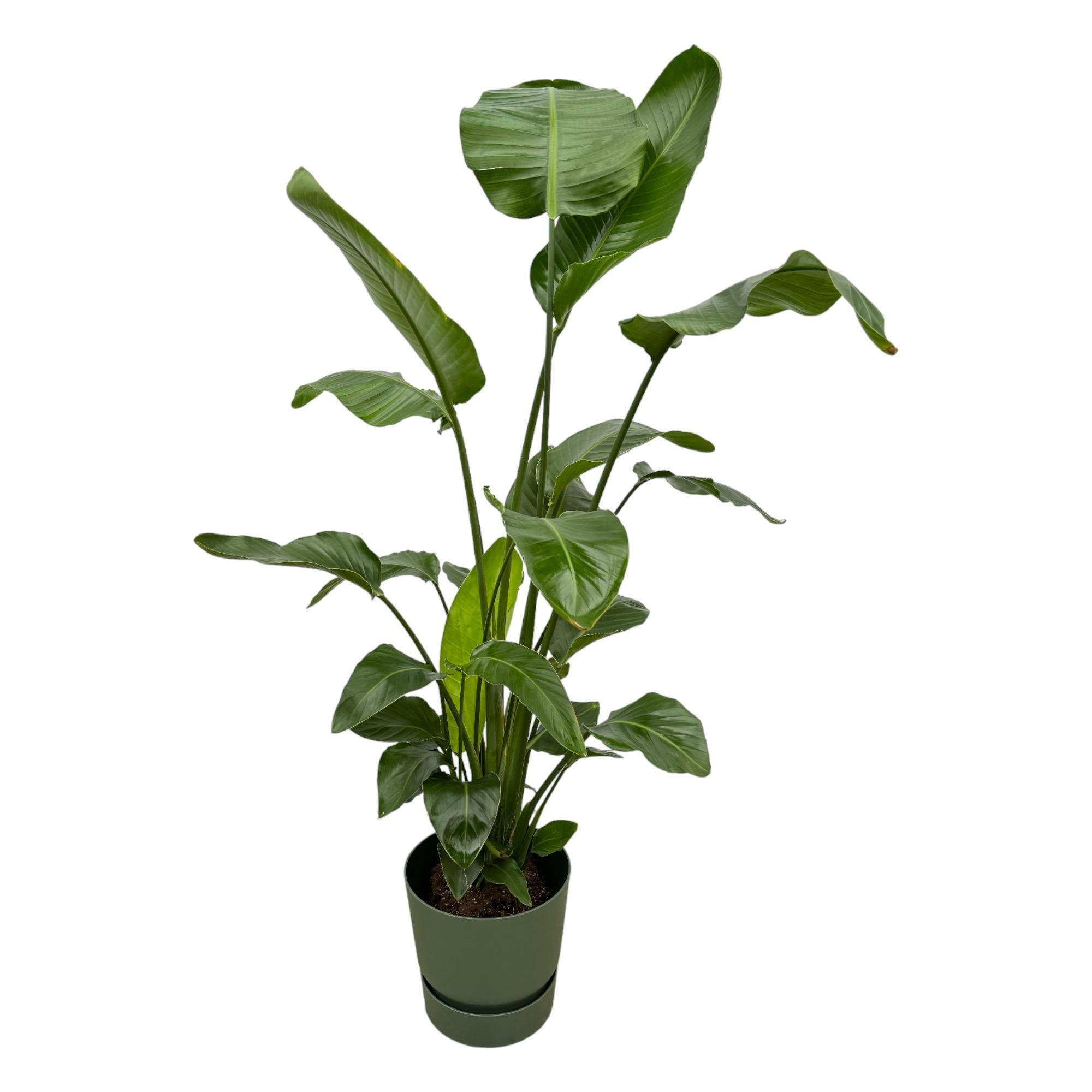 Strelitzia Nicolai inclusief elho Greenville Rond groen - 160cm - Ø30