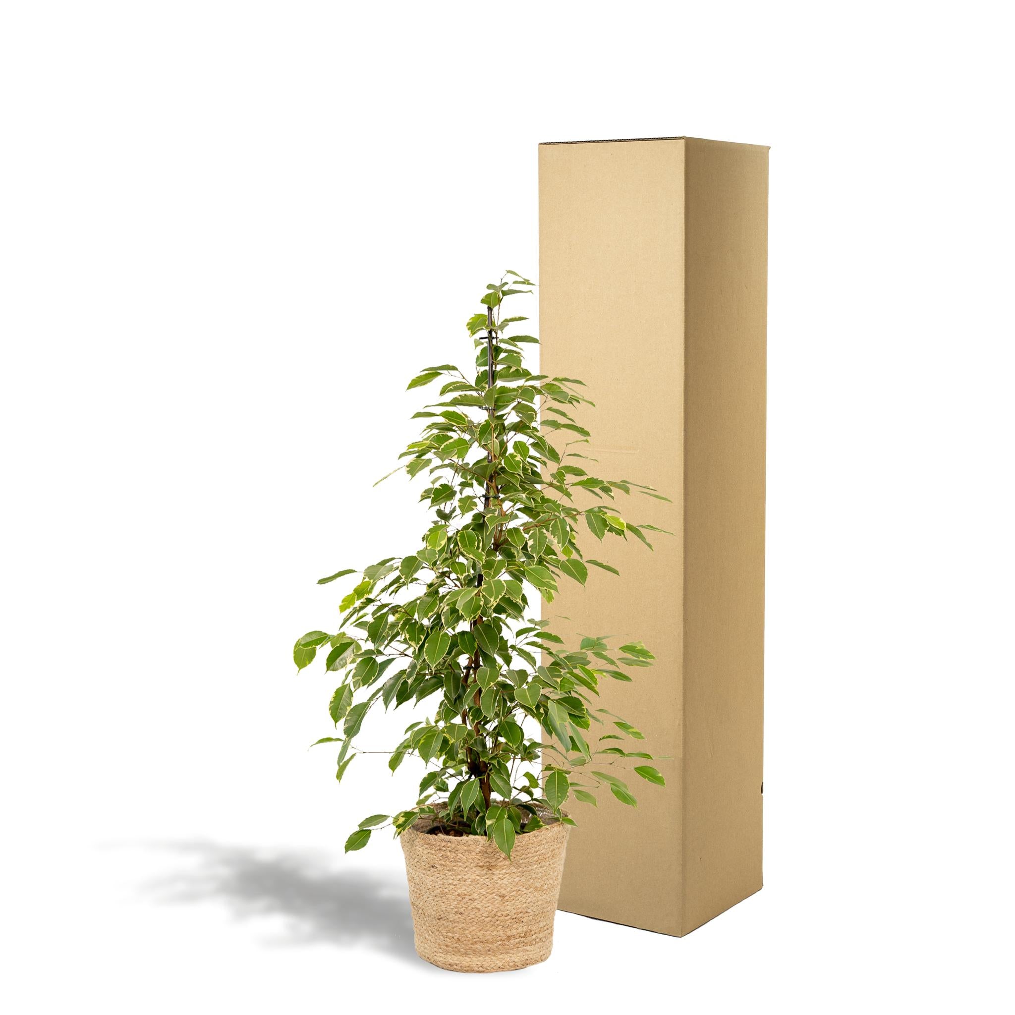 Ficus benjamina Goldenking - Ø21cm - ↕95cm + Mand Selin