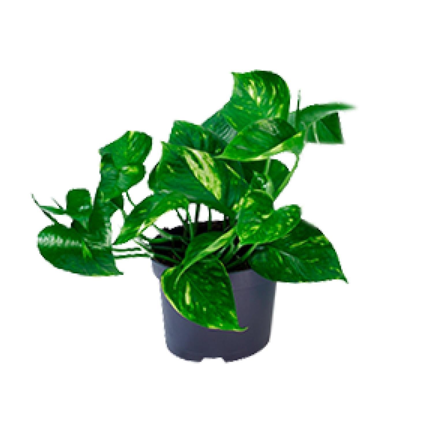 Epipremnum Pinnatum - Ø12 -?20cm