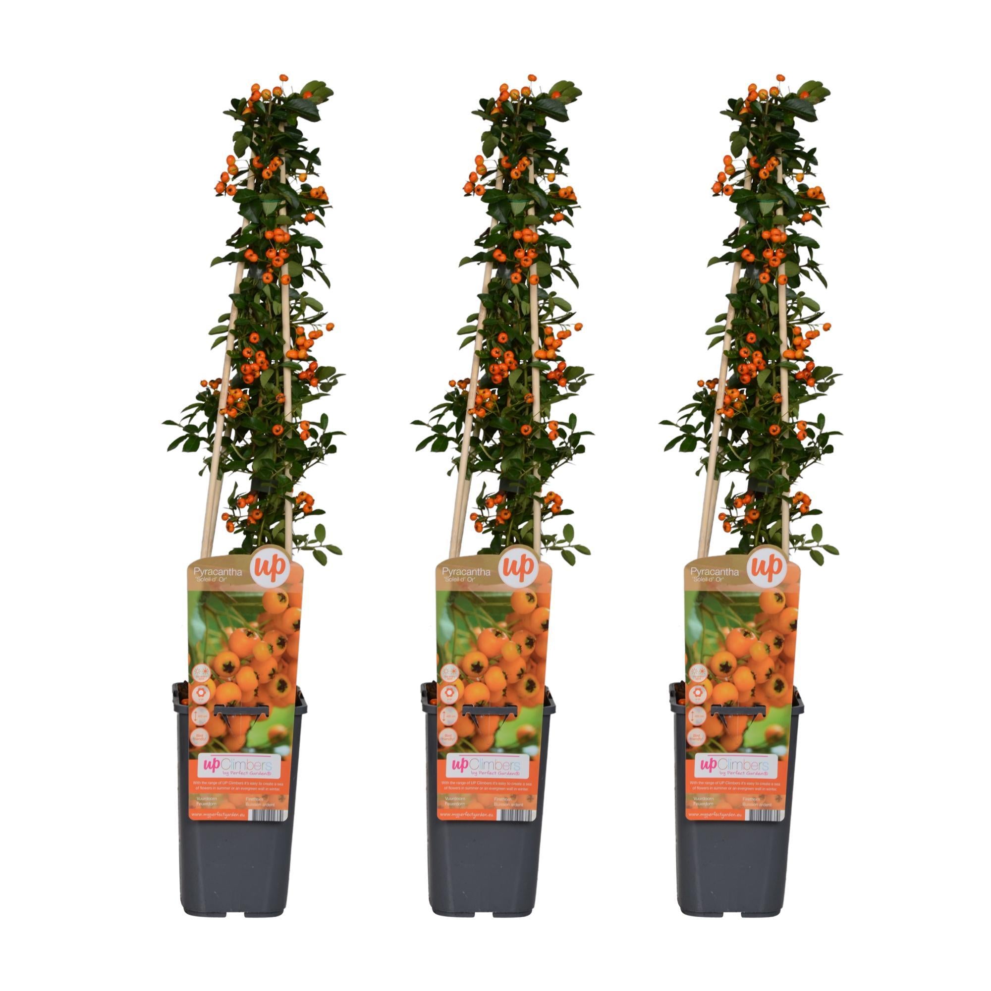 3x - Vuurdoorn 'Soleil dOr' - ?65cm - Ø15