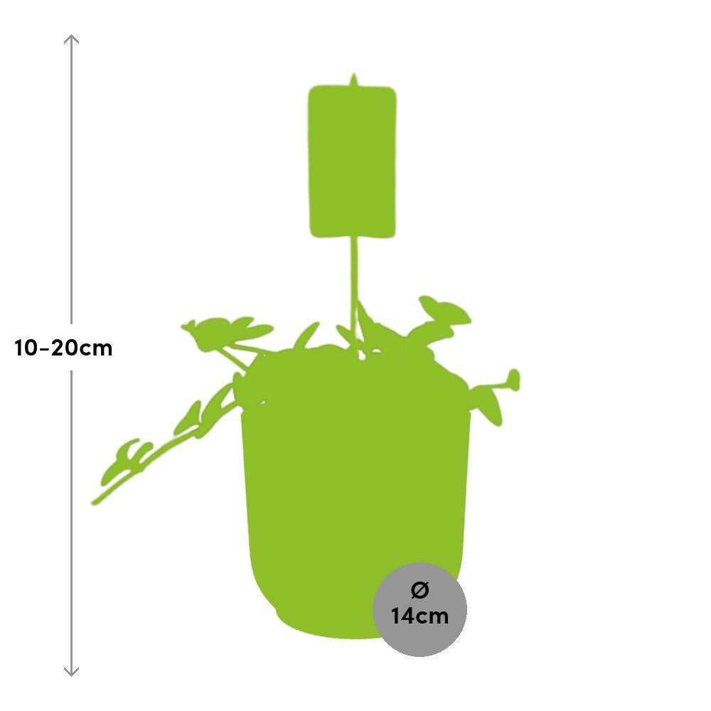 Peperomia 'Hope' in ELHO Vibes Fold 14cm geel