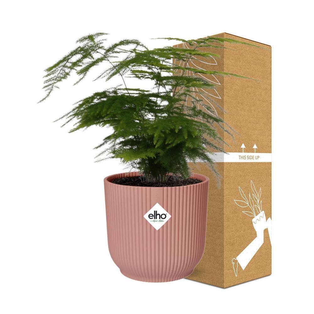 Asparagus Setaceus 'Plumosus' in ELHO Vibes Fold 14cm roze