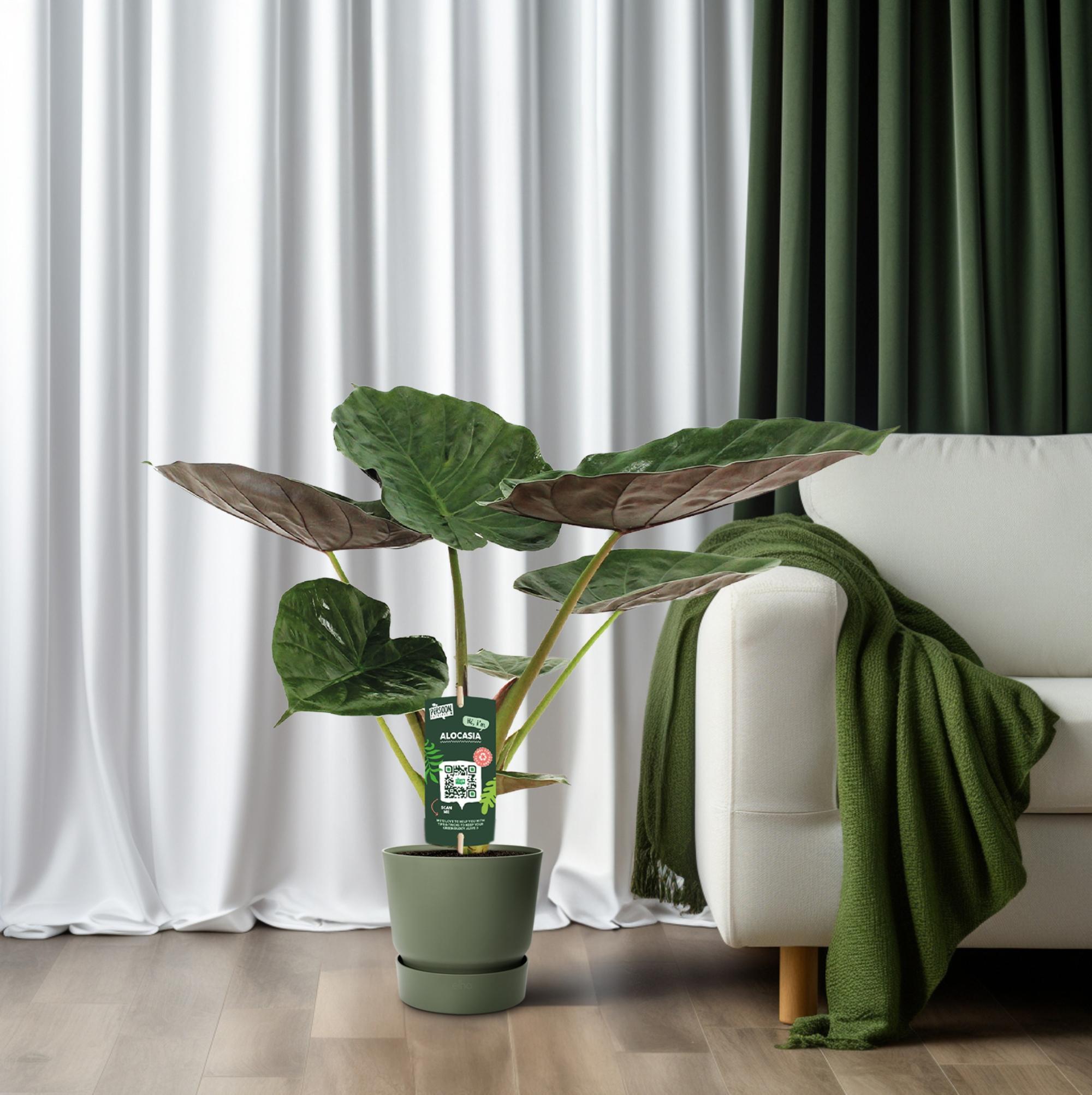 Alocasia Wentii - Olifantsoor - 70cm - Ø19