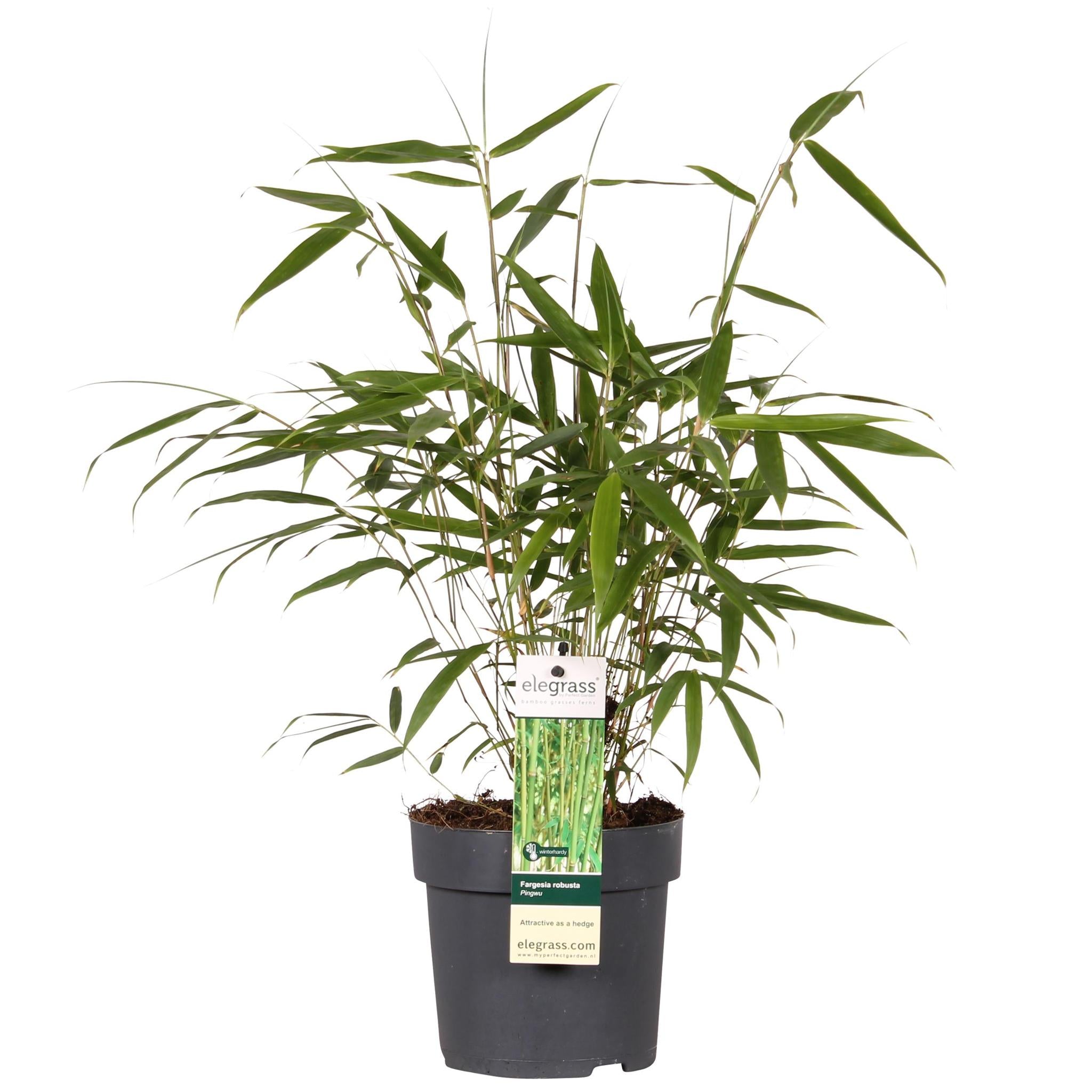 Fargesia robuusta 'Pingwu' - ?40cm - Ø14