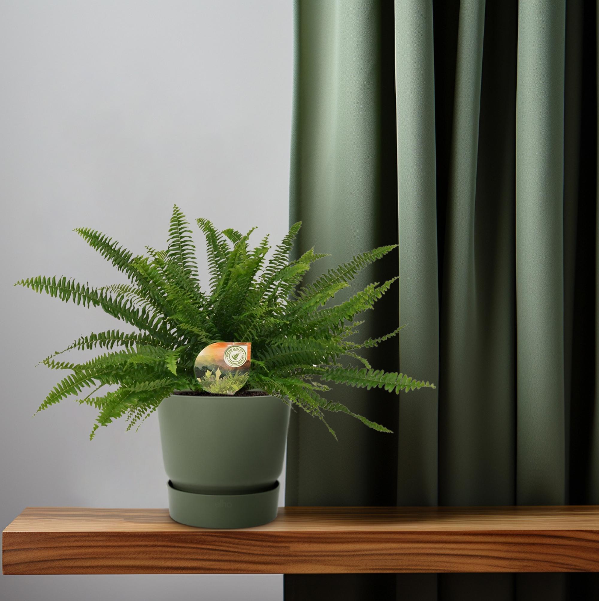 Nephrolepis Groene Dame - Ø17cm - ↕40cm