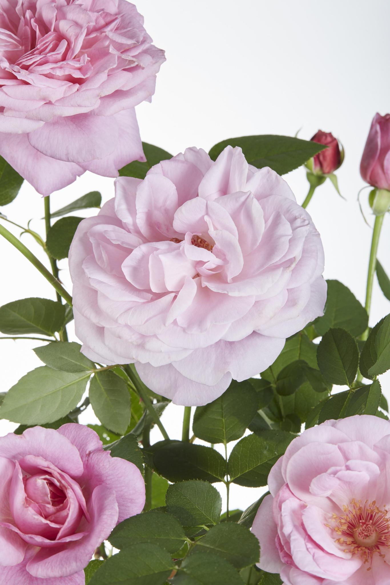 3x - Rosa Crazy in love 'Roze' - ?65cm - Ø15
