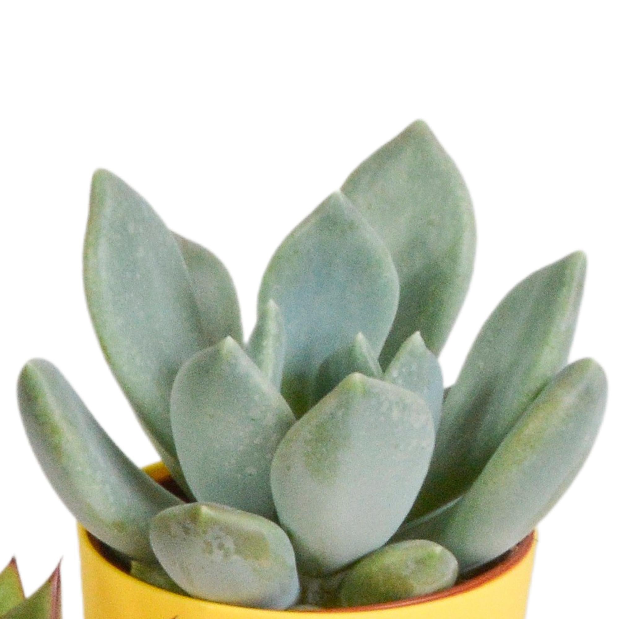 Vetplantenmix 5,5 cm - 5x - in kunststof pot