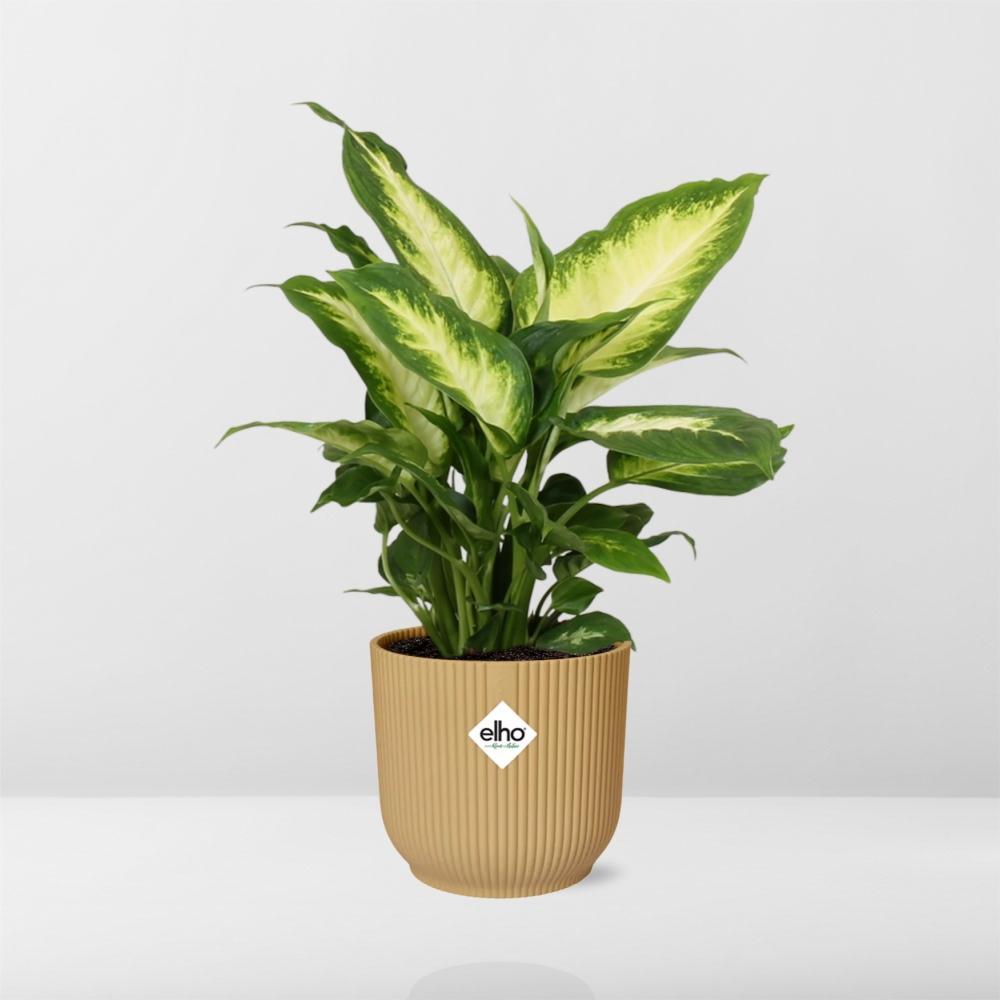 Dieffenbachia 'Camilla' in ELHO Vibes Fold 14cm geel